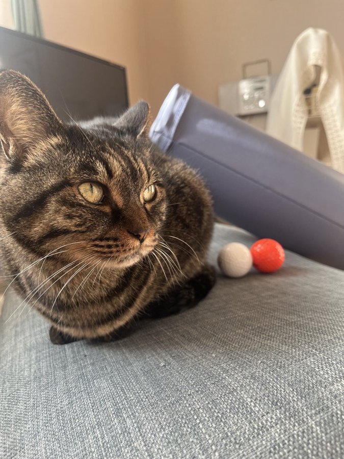 愛猫のはなこ。ソファの上でくつろいでいます。