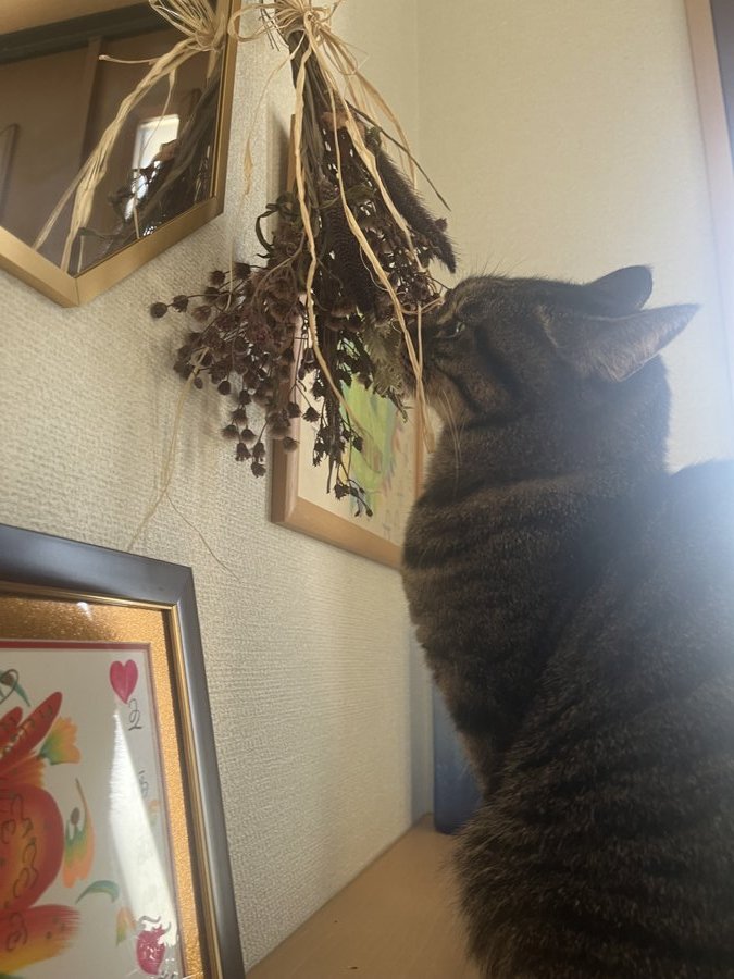 愛猫のはなこ。棚の上からドライフラワーをながめています。